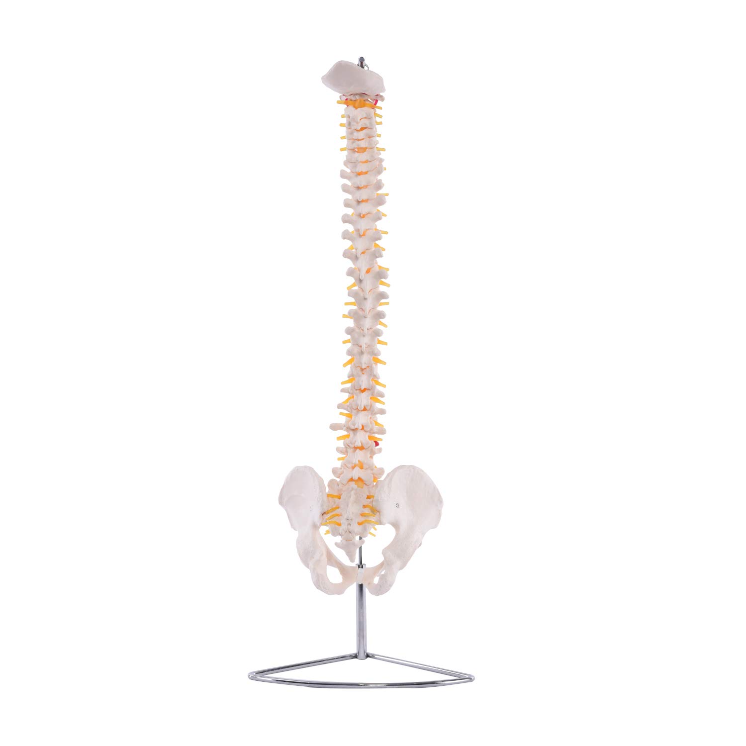 Flexible Wirbelsäule mit Becken I detailliertes anatomisches Modell der menschlichen Wirbelsäule (ca. 85 cm) I inklusive Stativ I ideal als Lernmodell