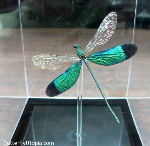 Mounted Metallic Green Dragonfly Table Top Display (4
