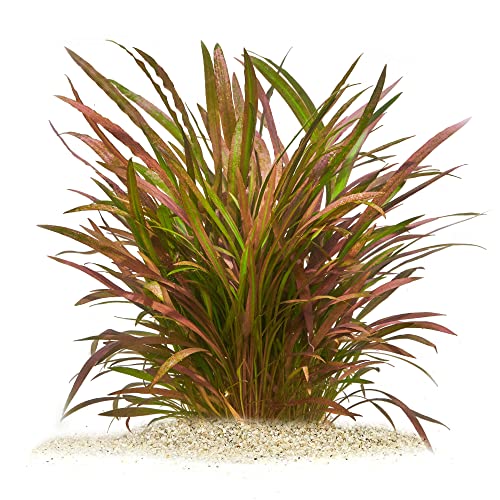 Cryptocoryne spiralis 'Red' - Roter Spiral Wasserkelch in vitro XL - 8,5cm Bechergröße - Mittelgrund Wasserpflanzen...