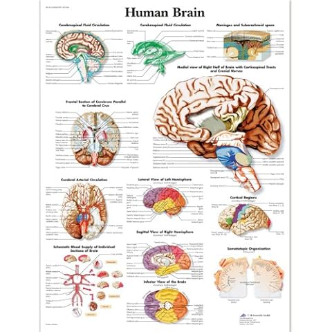 3B Scientific VR1615L Lehrtafel zum menschlichen Gehirn, laminierte Version Cover