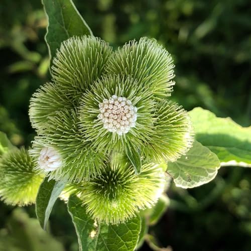 Organic Live Burdock Plant, Arctium lappa, niúbàng (牛蒡), gobō, u-eong (우엉) - Thumbnail 7
