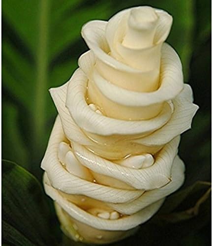 Amazon Co Jp クリエイティブギフト工場髪の男の植物盆栽草人形オフィスミニプラントファンタスティックホームインテリアポット シード4デザインcnポスト Diy 工具 ガーデン