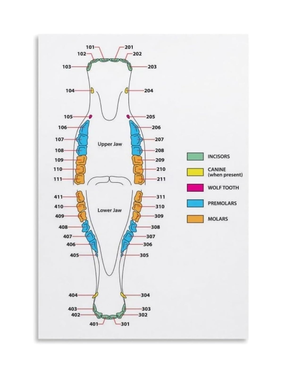 IDGTTLDF Veterinary Science Wall-Art Horse Teeth Anatomy Diagram Canvas Poster for Equine Clinic Classroom or Ranch Office Educational Decor Framed,08x12inch(20x30cm)