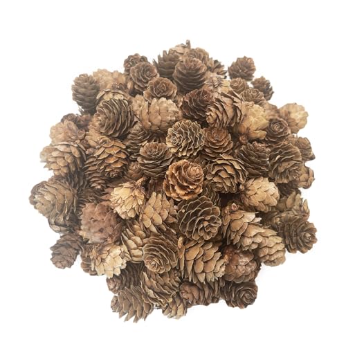 Kesxaus Tannenzapfen Weihnachten Tannenzapfen Natürliche Tannenzapfen...