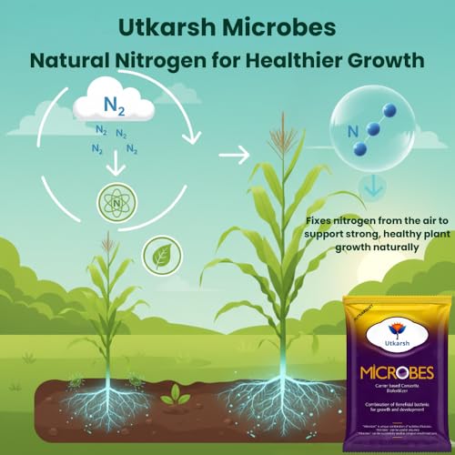 Image of Utkarsh Microbes (Carrier Based Consortia Biofertilizer - Azotobacter, Acetobacter, Rhizobium, Phosphorus Solubilizing Bacteria PSB, Potassium Mobilizing Bacteria KMB) (2.7 Kg; Pack of 3 of 900 gm)