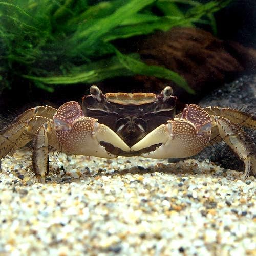 えびとカニ まんぷくカニ家族 | 天然無頭フラワーえび(52-60尾)