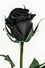 8 Seeds Amazingly Beautiful Black Rose Flower Seeds Easy for Grow Garden
