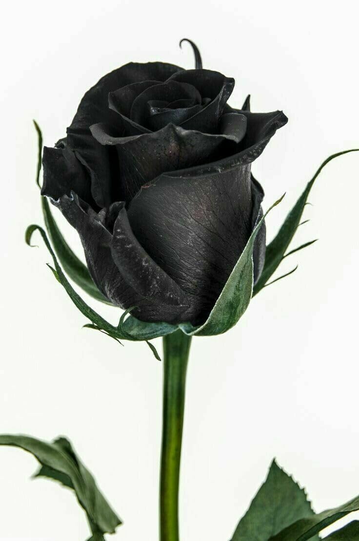 Buy4seeds 8 Seeds Amazingly Beautiful Black Rose Flower Seeds Easy for Grow Garden