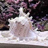 🌊Colores y naturales,cuidadosamente seleccionados y limpiados,y son una mezcla única de conchas marinas coloridas y exóticas. Reunirán esa sensación de decoración tropical de la brisa del océano,perfectamente adaptada a su hogar.