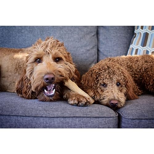 Petstages Hundekaustock - Mesquite Dogwood Hundeknochen - natürlicher Holzgeschmack - Langlebige Kaustange, Kauholz und Kaffeeholz Alternative, Mittel