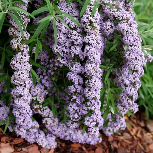 MOP TOP™ Fountain Butterfly Bush- 4" Pot -Buddleia-Proven Winners