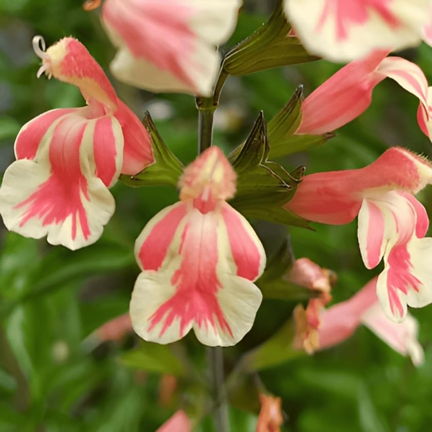 Salvia x jamensis Belle De Loire- Salvia that is Ready to Plant Out- Comes Back Every Year (Hardy) - Flowers from Summer to Autumn- Loved by Bees (Middleton Nurseries) (P9(9cm Pot))