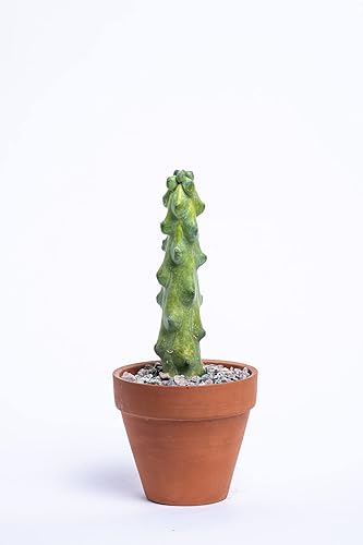Miniatura 10 de Boobie Cactus Myrtillocactus Geometrizans - Plantas suculentas raras vivas - Plantas de interior maduras para amantes de las plantas y
