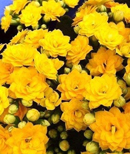GREENLIVE TRADERS Live Kalanchoe Plant Double Yellow Flower Color (B0BCYN8BSW) Amazon Price History, Amazon Price Tracker