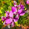 Polygala XXL