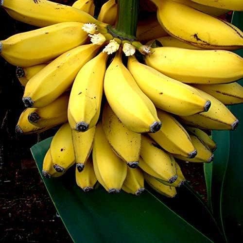 Healthy Vibe With Green Live Banana/Kela G9 - Japanese Banana Fruit Plant With Pot (B09RPWB6RB) Amazon Price History, Amazon Price Tracker