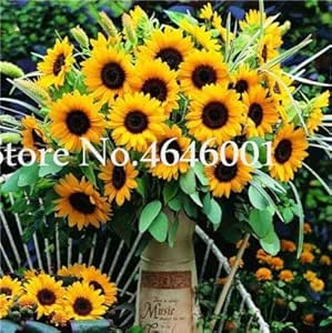 Bloom Green Co. Verkauf 30 Stück MiniSonnenblumen Bonsai Blume
