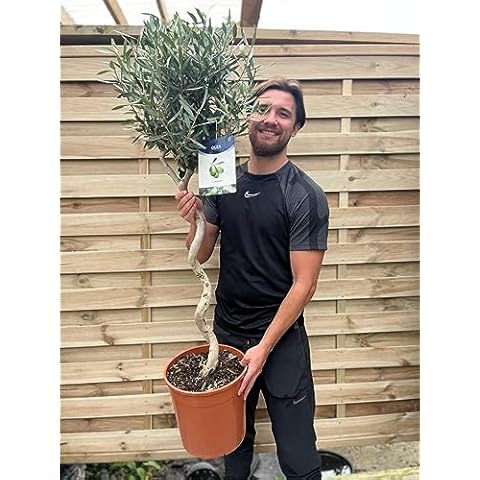 4.5ft Hardy Evergreen Twisted Stem Olive Tree Cover