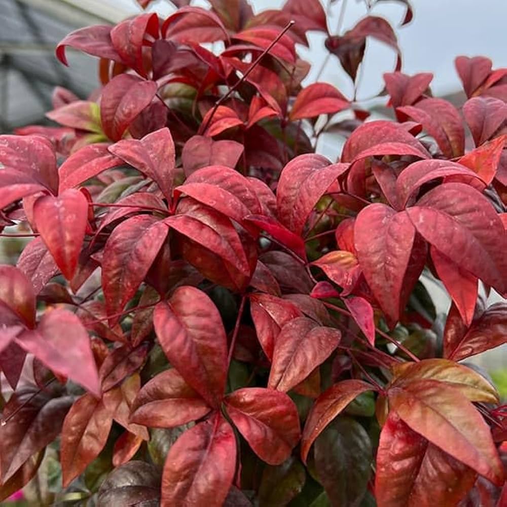 ❌南天の葉っぱ 30本～40本 楽天市場】南天 の 葉の通販