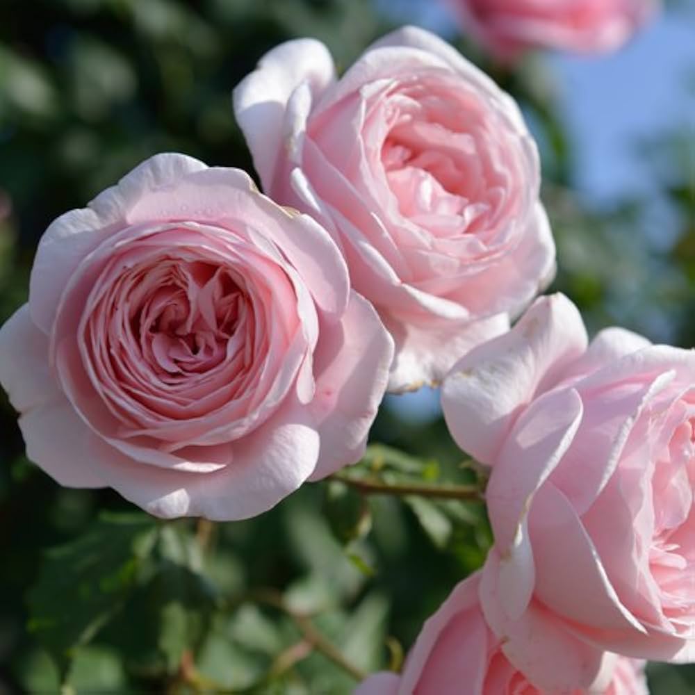 Amazon.co.jp: バラ苗 【ナエマ】 (新苗) つるバラ 四季咲き