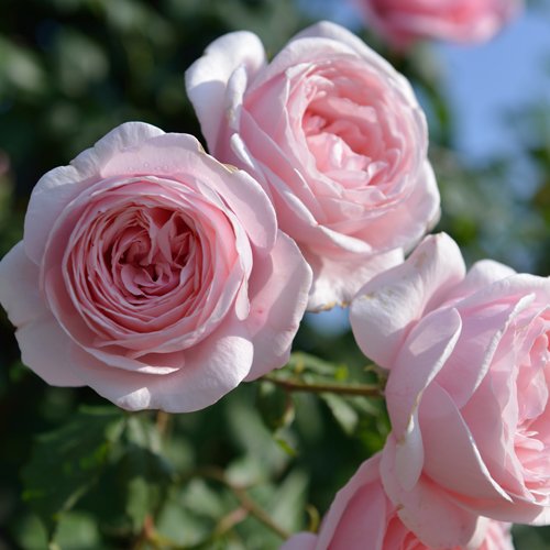 えみ様ご予約専用です。和バラ苗　な えみ様ご予約専用です。和バラ苗 な えみ様ご予約専用です。