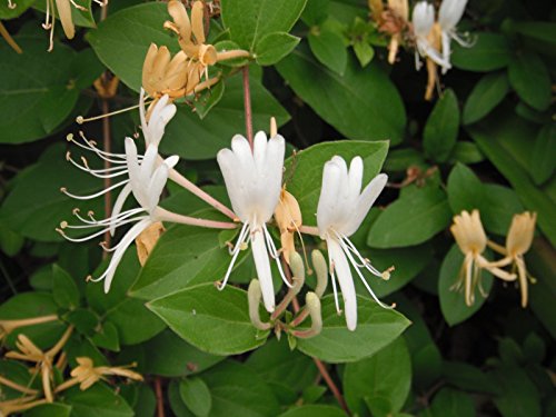 Hardy Favorite Hall's Honeysuckle Lonceria japonica Live Plant