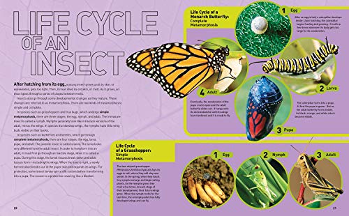 Ultimate Bugopedia: The Most Complete Bug Reference Ever (National Geographic Kids) - Image 3