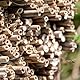INOOMP 50 Stück Bienenrohr Niströhren für Mauerbienen Bienenschilf Bienenzubehör Bienenhotelröhren natürliche Schilfbienenröhren Nest Rohre für Mauerbienen aus Schilfrohr Bienenniströhre
