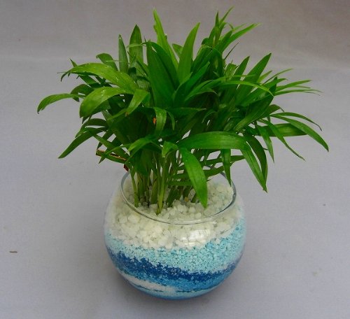 Amazon | ハイドロカルチャー観葉植物（カラーサンド）（ブルー
