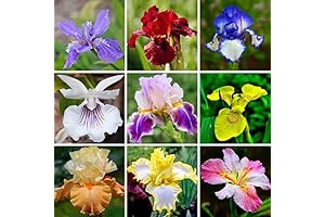 35pcs Mixed Color Rare Heirloom Iris Seeds - Stunning Colors for Your...