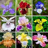 DouxiE 35 Mixed Color Rare Heirloom Iris Seeds - Stunning Colors for Your Garden - Uncommon Varieties