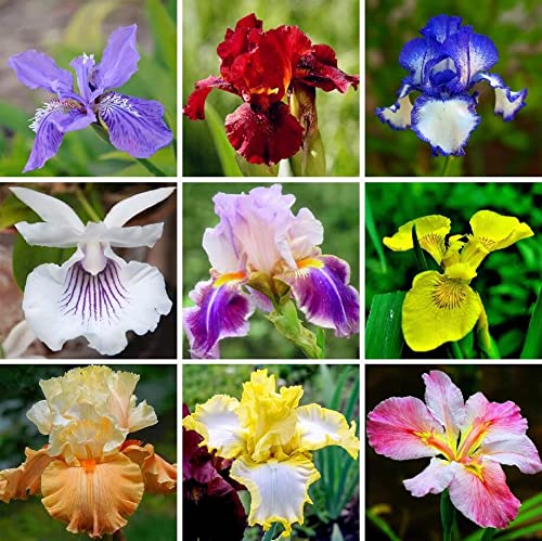 DouxiE 35pcs Mixed Color Rare Heirloom Iris Seeds - Stunning Colors for Your Garden - Uncommon Varieties