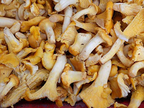 Seweryn Marinated Mushrooms Yellow Chanterelle Kurki Marynowane Glass Jar Gmo Free 29.98 Oz / 850 Gr From Poland thumb #6