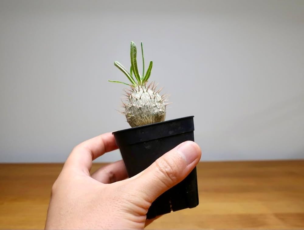 グラキリス 丸型 Amazon｜パキポディウム グラキリス 実生3年 丸型 細葉②｜観葉