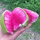 ???? Outdoor y en interiores: nuestras precios semillas de plantas pueden ser plantas tanto en interiores como en exteriores, ya sea que esté buscando semillas de plantas cubiertas o semillas al aire libre para la siembra, lo tenemos cubierto.