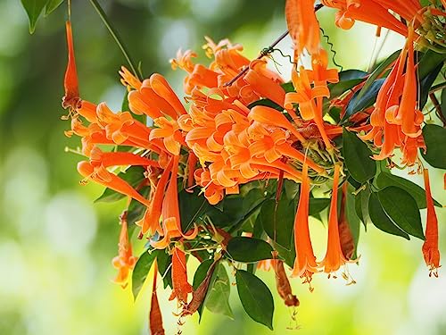 Image of Begonia Venusta Plant Pack Of 1 Verified Quality Healthy Pyrostegia Venusta Live Plant In Poly Bag