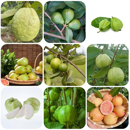 Semillas de guayaba, semillas de guayaba. plantación de árboles en la montaña Las plantas de interior requieren poca luz Plantación de frutas de planta de guayaba. plantas perennes de 20pcs