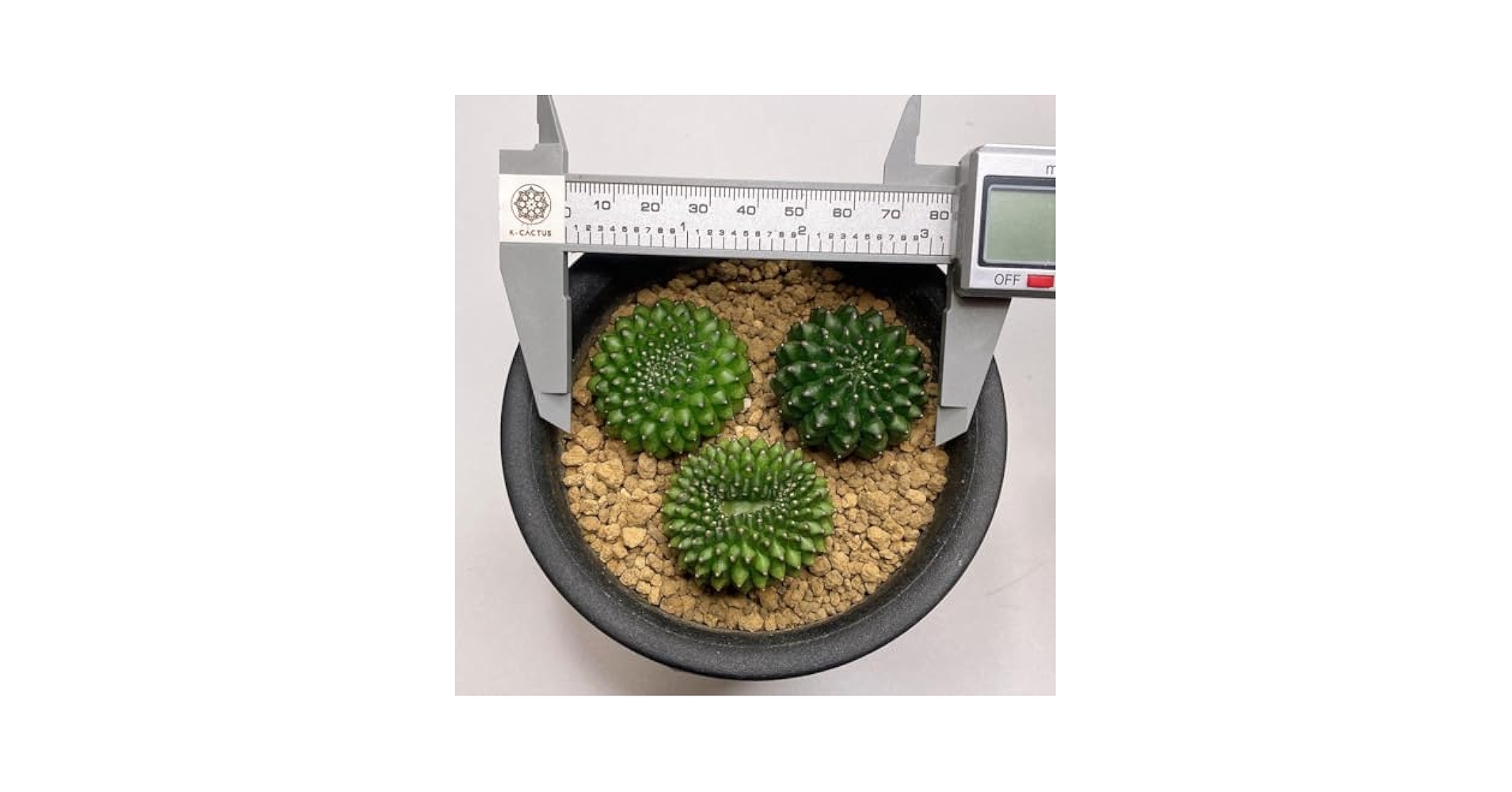 Amazon.co.jp: 3点セット多肉植物 サボテン ギムノカリキウム