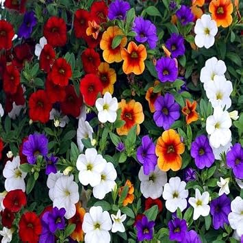 100pcs Calibrachoa Flower Seeds
