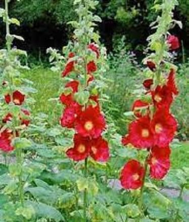 Nouveau frais 100pcs graines de fleurs de rose trémière