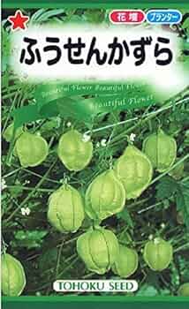 ふうせんかずら種　100粒 ふうせんかずら種100粒