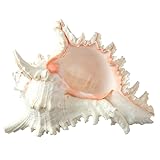 Real Murex Sea Shell Décor