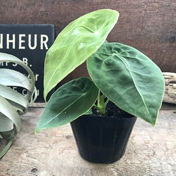 アンスリウムコンプリート file.jpg