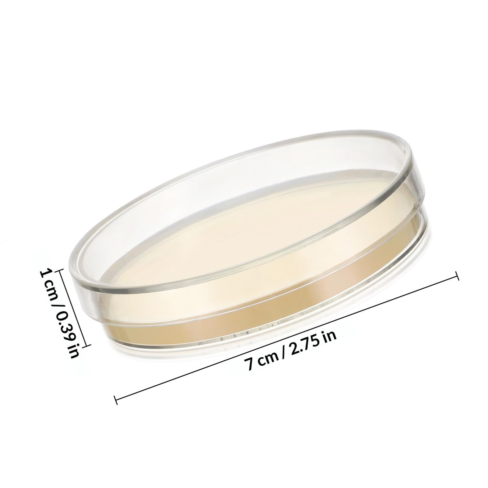 Piastre Petri con Agar Precolato 20 Pezzi per Laboratorio | Uso in Laboratorio e Scuola, Formato da 7cm, Fornito Pronto All'impiego