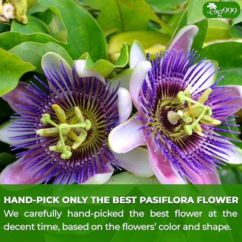 Image of TOG999, Premium 120 Pasiflora Pasion Flower Tea Bags, 100% Natural & Pure Pasiflora Passion Flower, Herbal Tea. No Sugar, No Caffeine, No Gluten, Vegan.