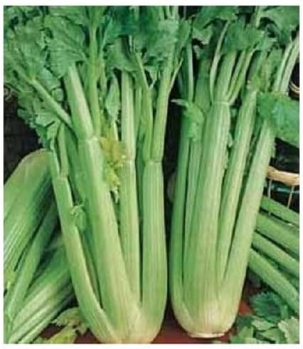PREMIER SEEDS DIRECT CEL05 - Celery - DEL VALDARNO - 3000 Finest Italian Seeds