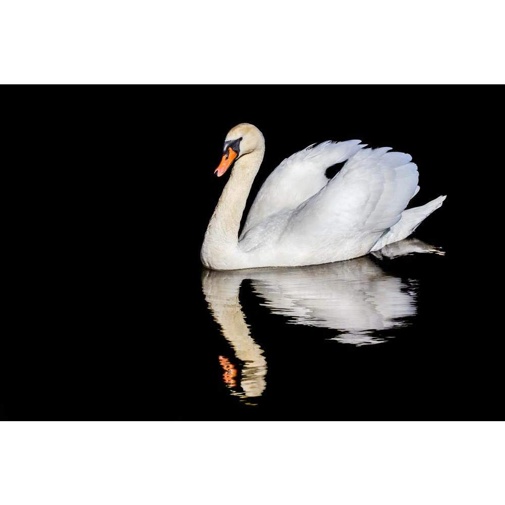 ArtzFolio Swan on Water with a Mirror Image Reflection Peel & Stick Vinyl Wall Sticker 24inch x 16inch (61cms x 40.6cms)