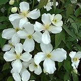 Pianta vera di Clematis montana 'Grandiflora' - Diametro Vaso Ø 15 cm