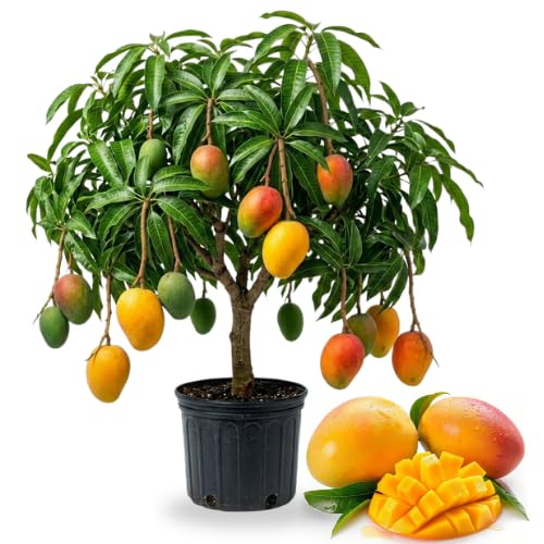 No CA Grafted Mango Tree Live Plant 2 Years Old Ready to Bear Fruit 2-3 Ft Mango Plant for Spring Planting (Super Julie)