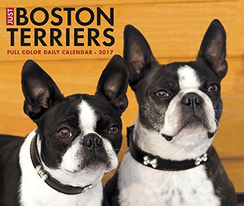 Just Boston Terriers 2017 Calendar